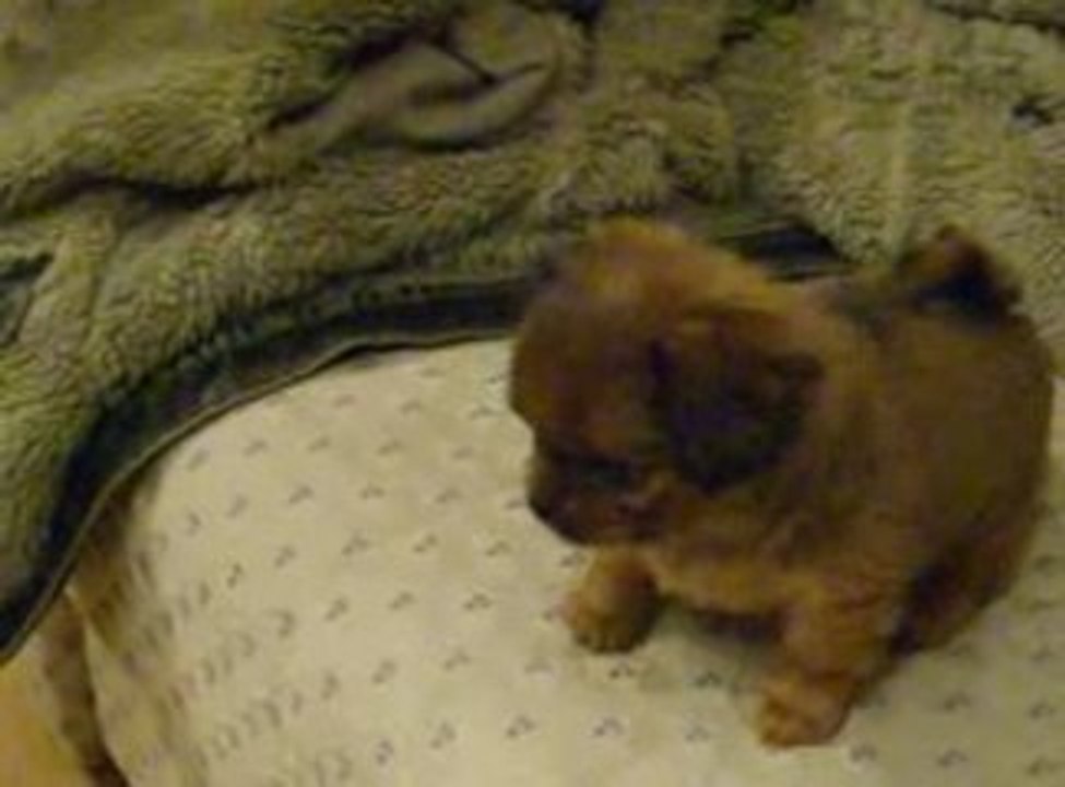 roki