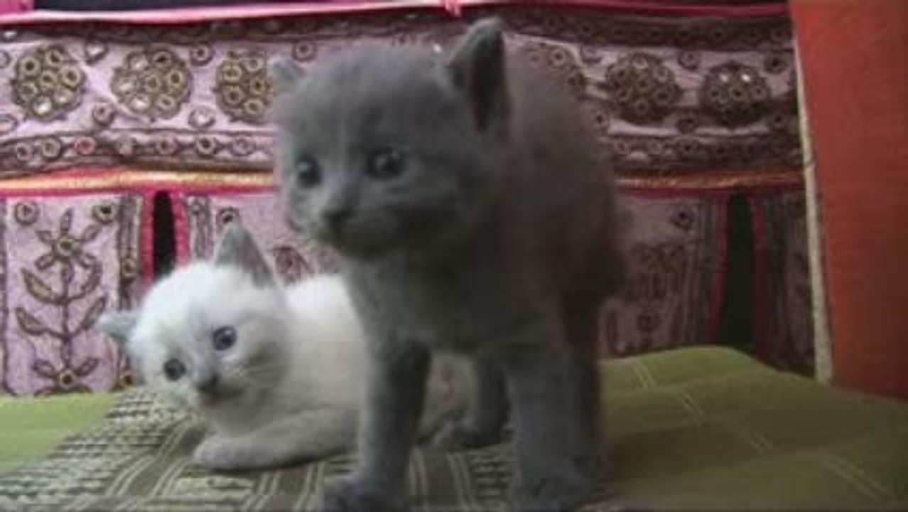 the badamier cats