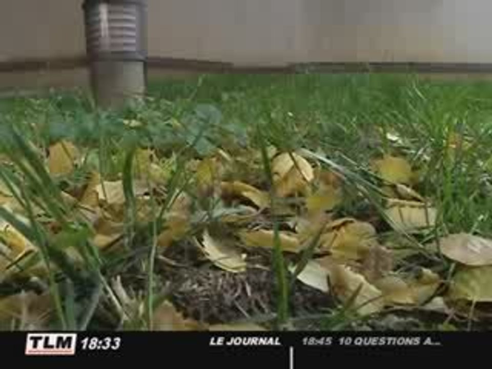 Les Rats maîtres du quartier Grand Clément (Villeurbanne)