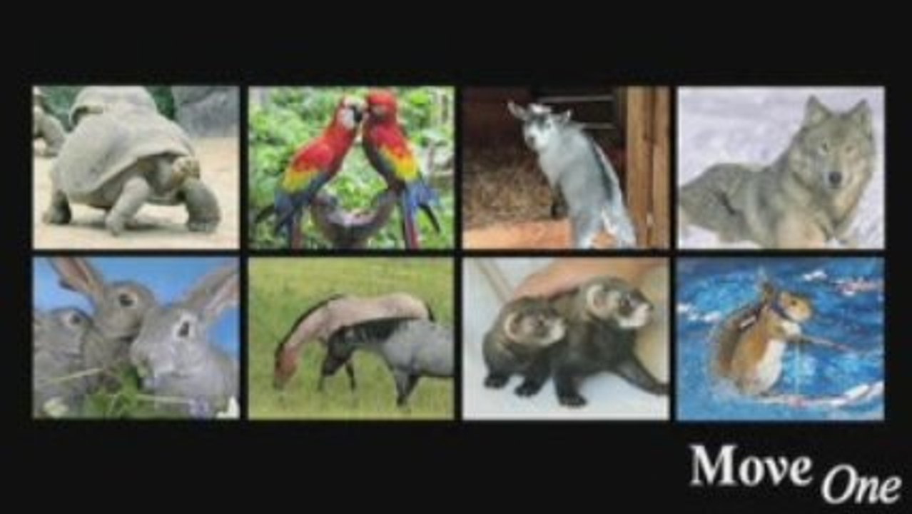 Pet Transportation - Services overview