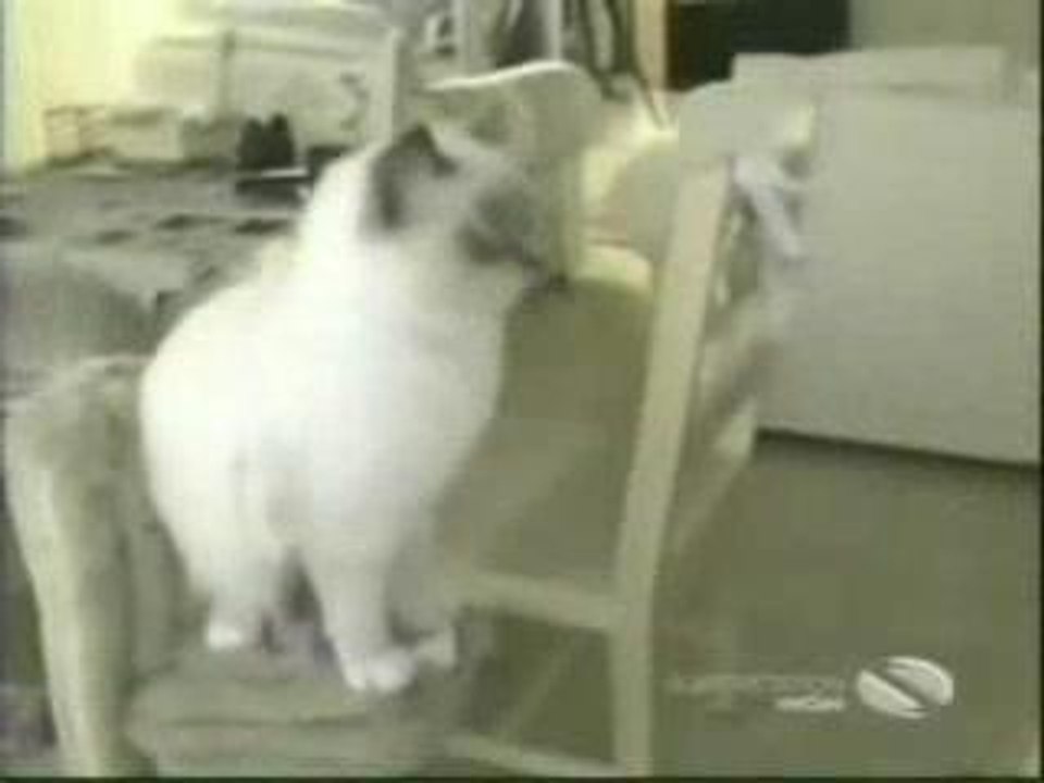 kitty, kitty, kitty