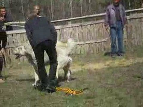 Сен Сао Мурат- Царь.