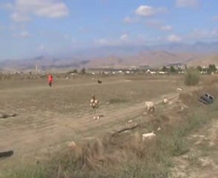 Bouvier de Flandres Ch.Alyna I de Dasilva et Esperenza