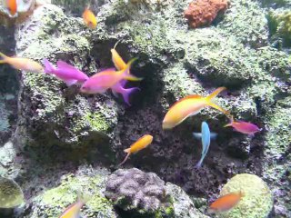 CALIFORNIA ACADEMY OF SCIENCES