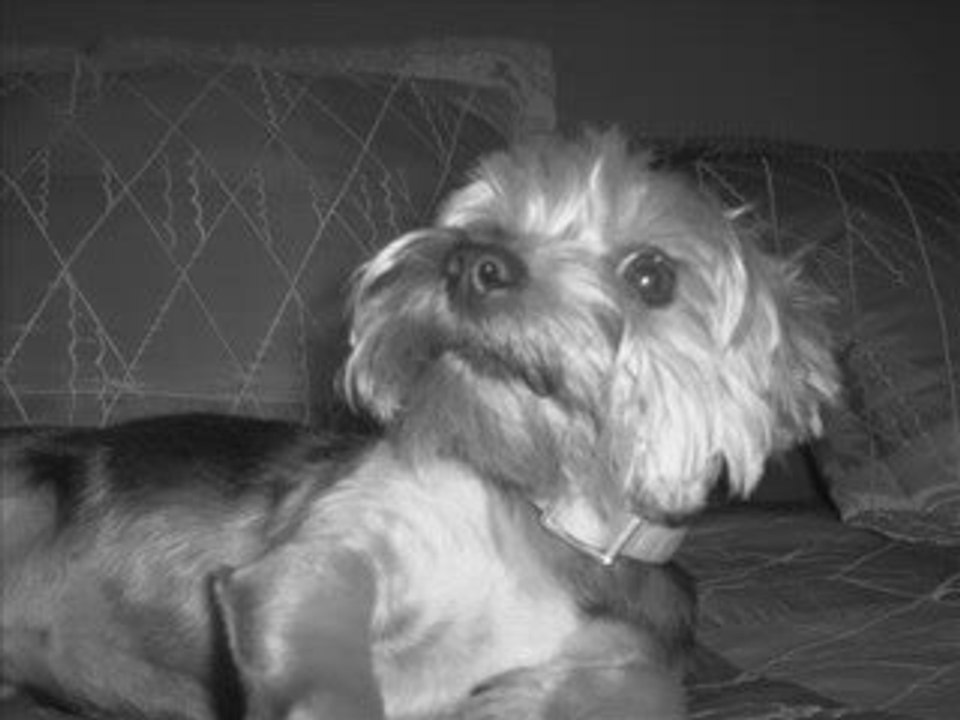 coco