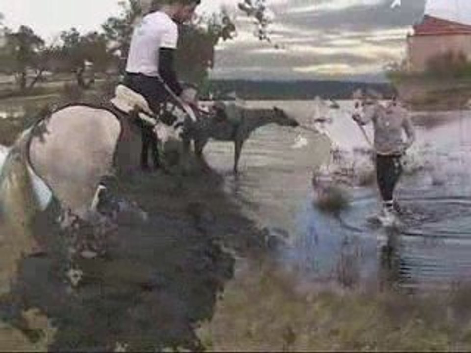 Palo dans l'eau