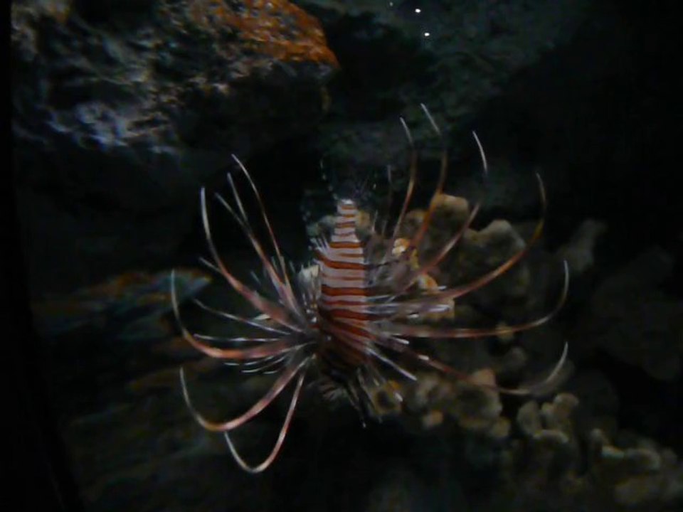 CALIFORNIA ACADEMY OF SCIENCES