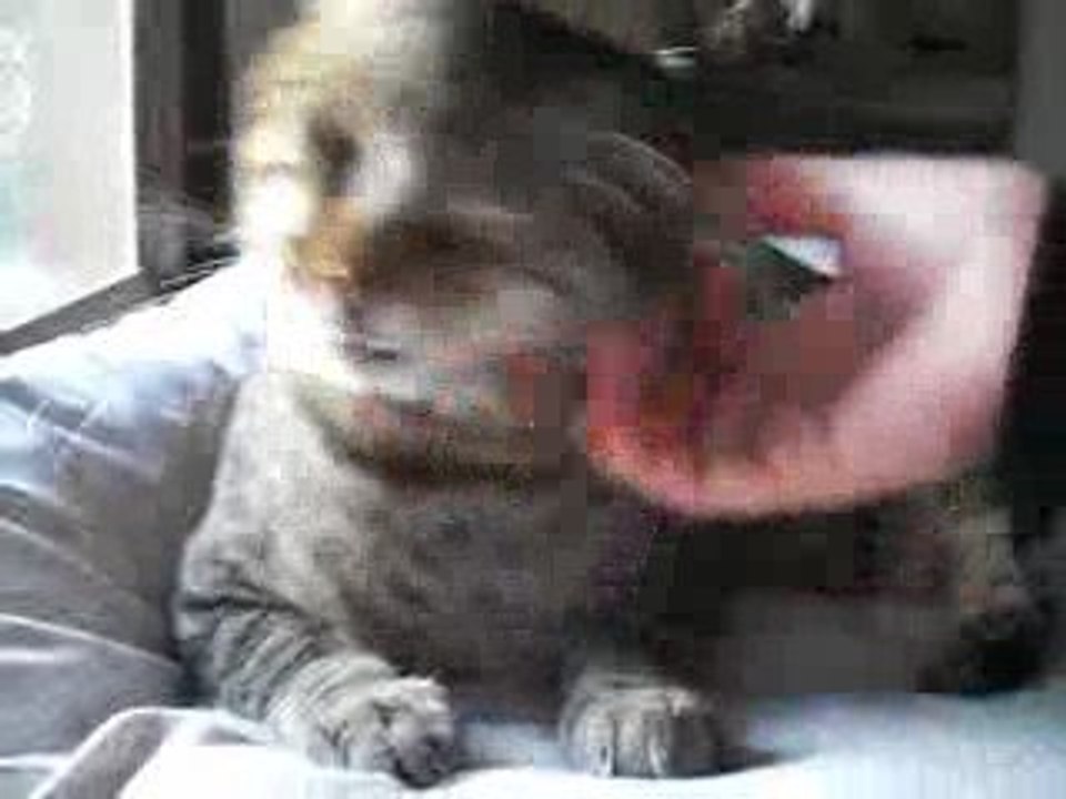 mimoso