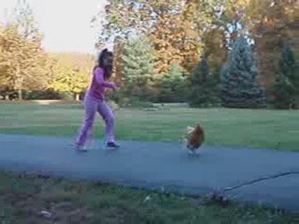 Chicken Chasing