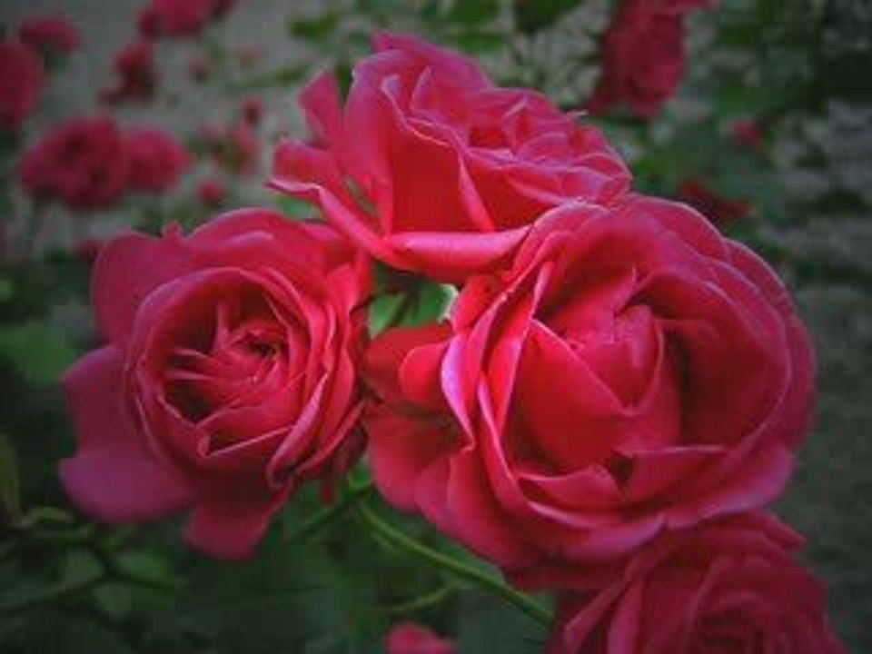 Grup Hacegan (Canım Sultanım) 2563 (Menzil DURAK)