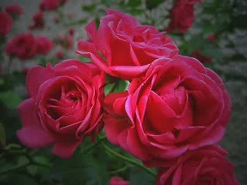 Grup Hacegan (Canım Sultanım) 2563 (Menzil DURAK)