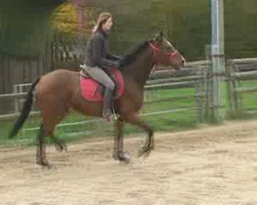 SAPHIR DU RELAIS