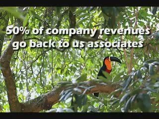 Be A Green Entrepreneur and Save the Amazon Rainforest.