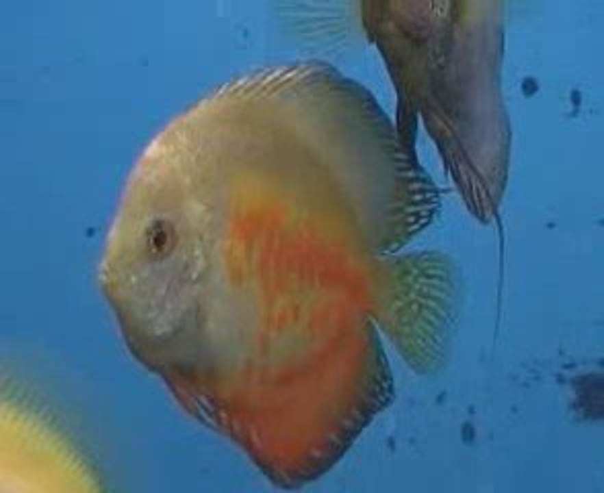 Mes discus