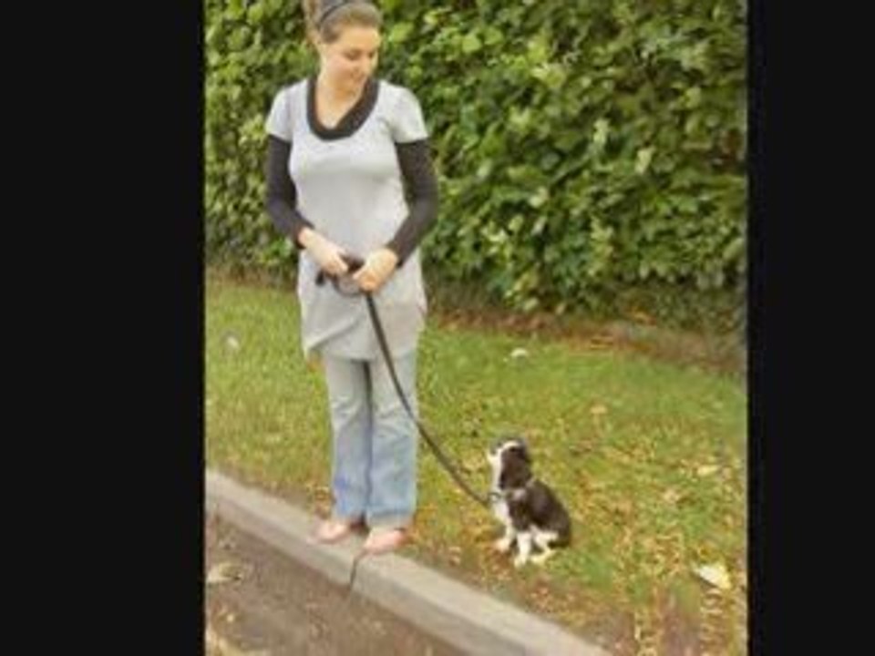 Education canine 2009