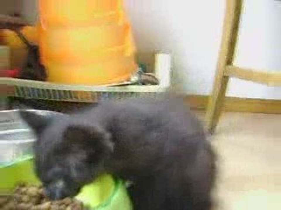 Dog Eats Kitten!!!