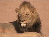 Kenya-Amboseli-Lions