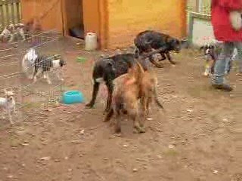 pacr chiots 1