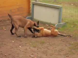 Parc chiots 2