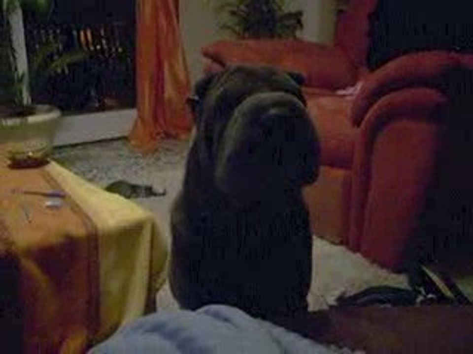 baloo