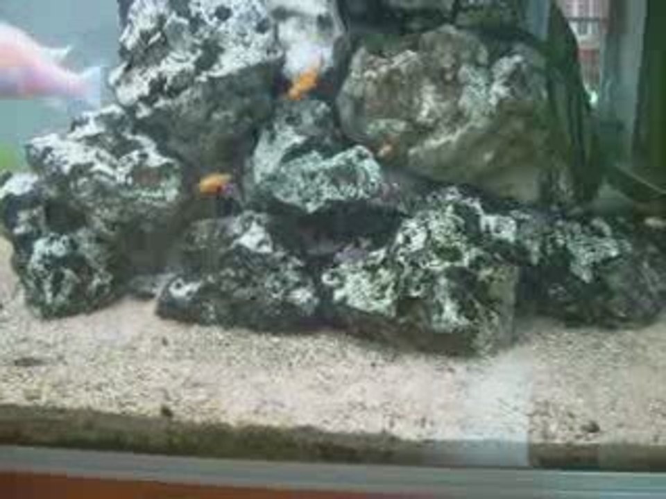 alevin de cichlidés