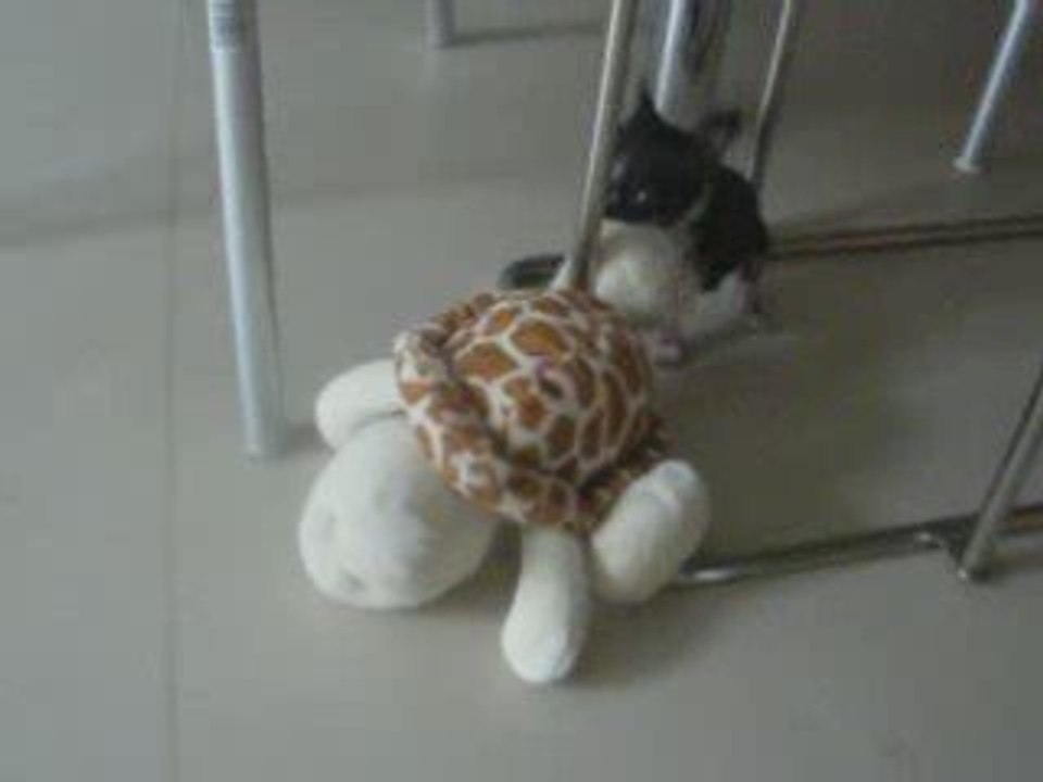 Elvis.... et sa peluche !