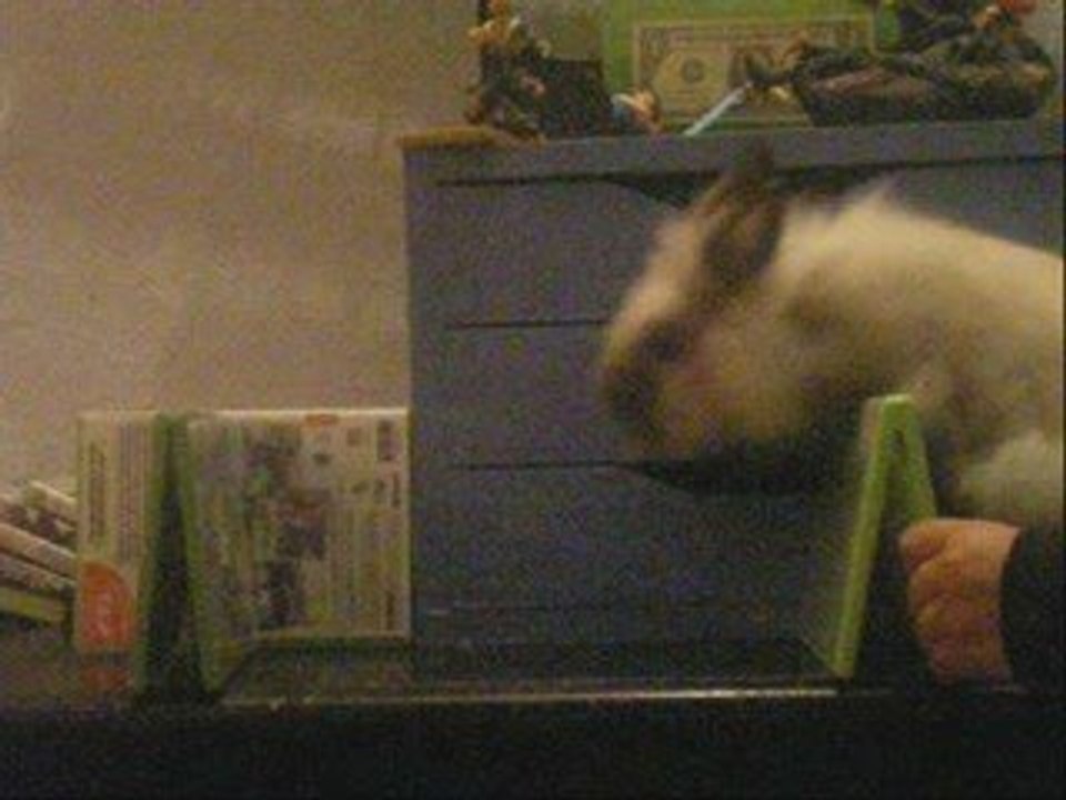 Seance de saut avec caline le 16 octobre