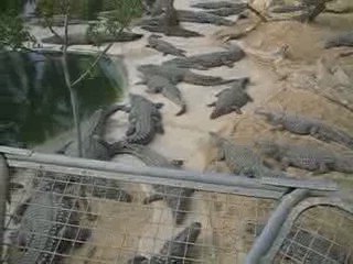 Djerba - Tunisie - Crocodile