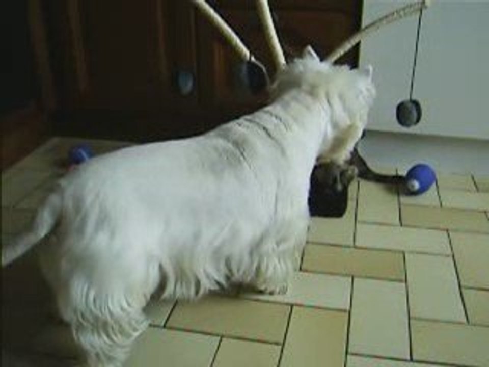 les chiens