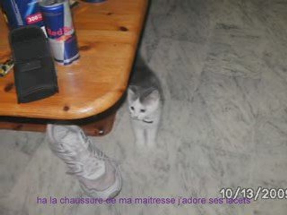 cana mon chat