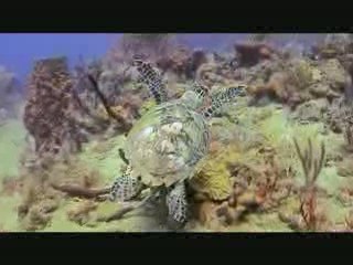 Balade des Tortues dsans la mer des antilles