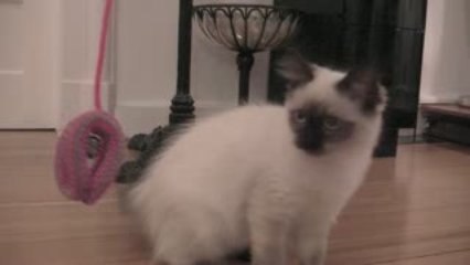 Mimi The Ragdoll