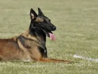 alien du domaine N'kenia