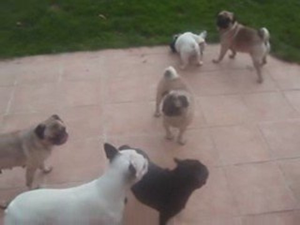 BOUNTY ET LA MEUTE
