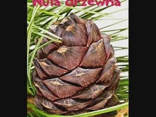 prezentacja fm group perfumy klasyczne damskie