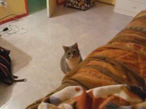 mon chat qui fait le fou