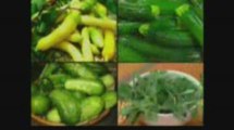 Plant & Grow Organic Tomatoes cucumbers, peppers or zucchini
