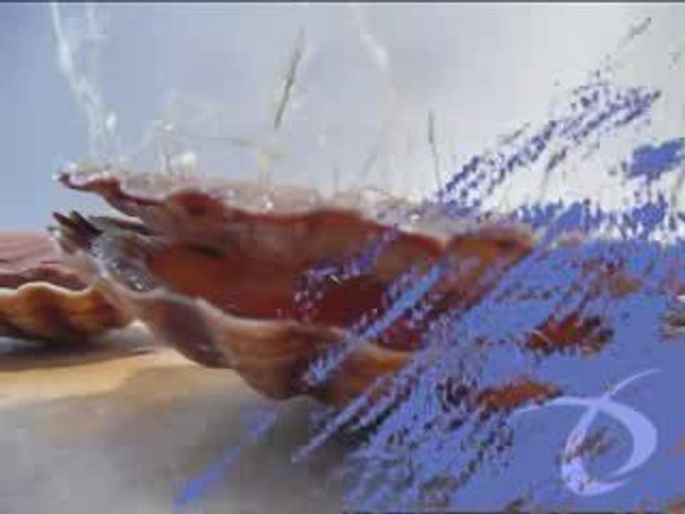 FDLM - Coquille St Jacques