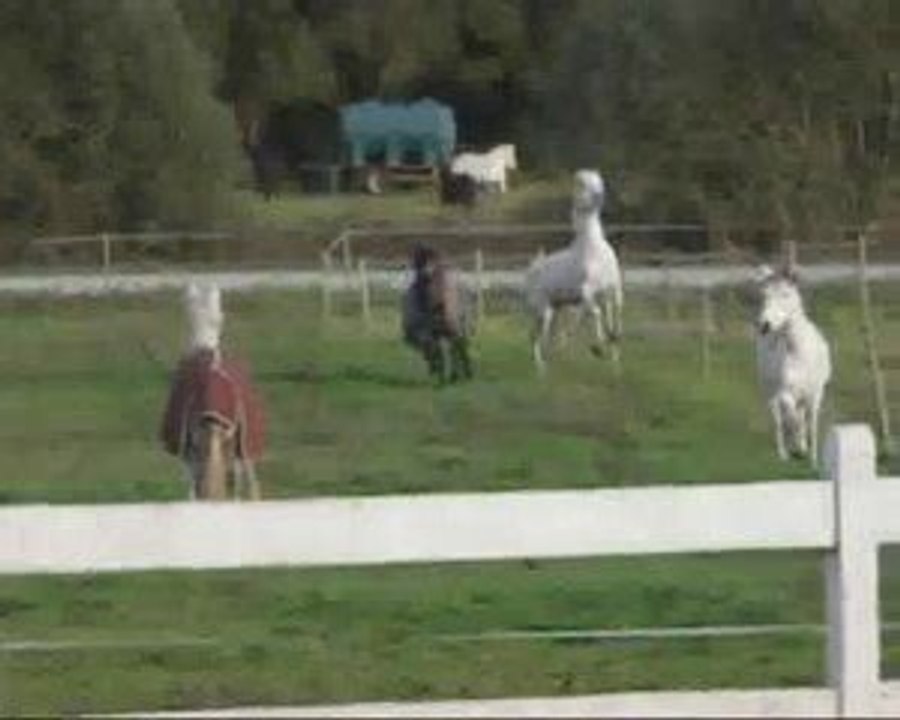 Lâché de poneys à Caudan