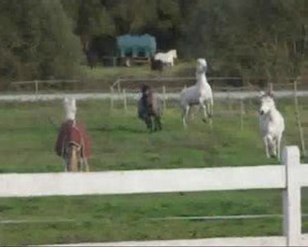 Lâché de poneys à Caudan