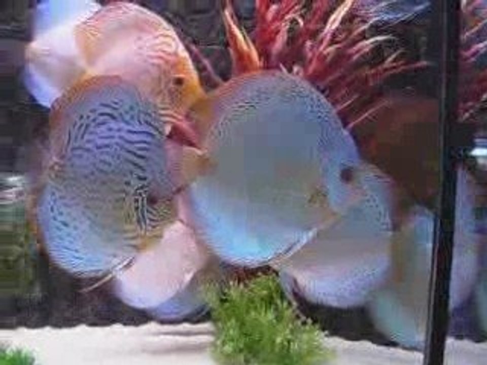 poisson d'or   10.10.2009 045