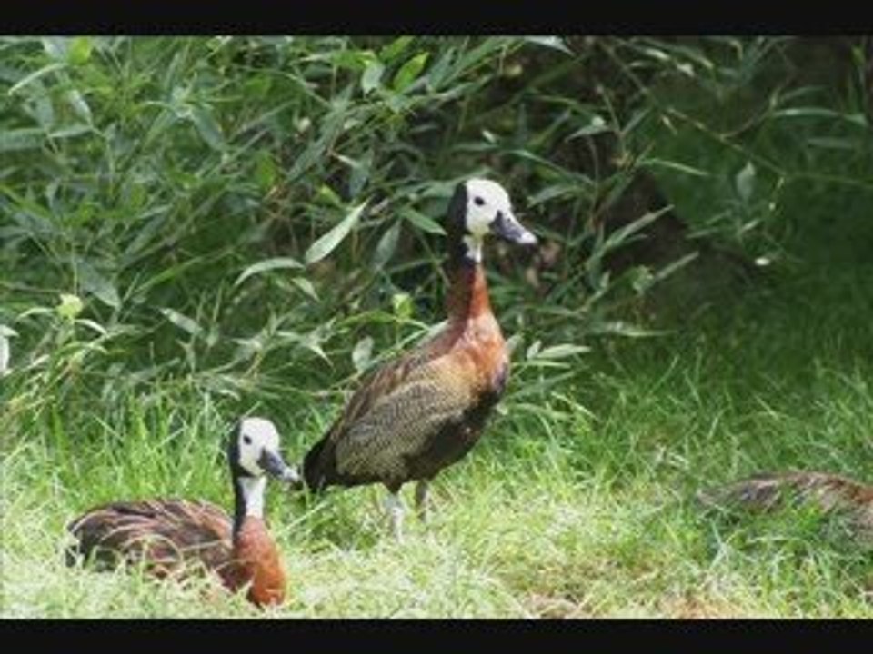 CERZA OISEAUX 2009