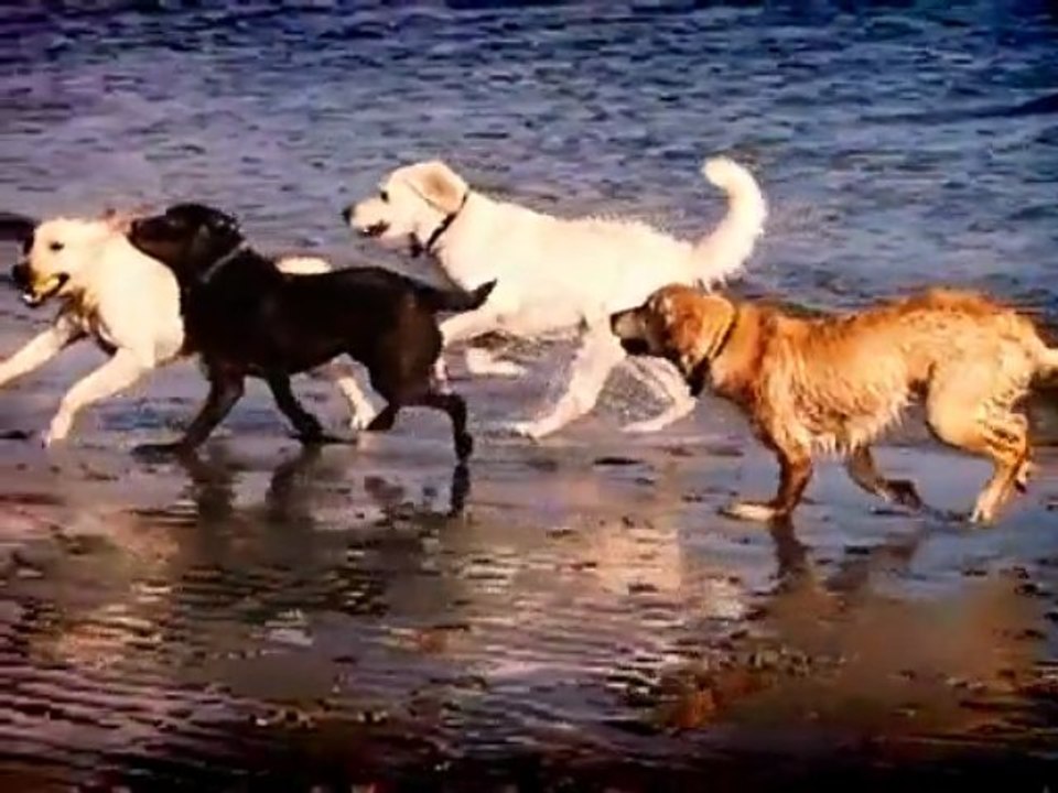 Wally on the Run-Water Dogs