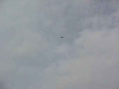 Mavi Güvercin Taklacı-2 (Eke kuş)