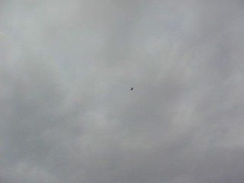 Mavi Güvercin Taklacı-2 (Eke kuş)