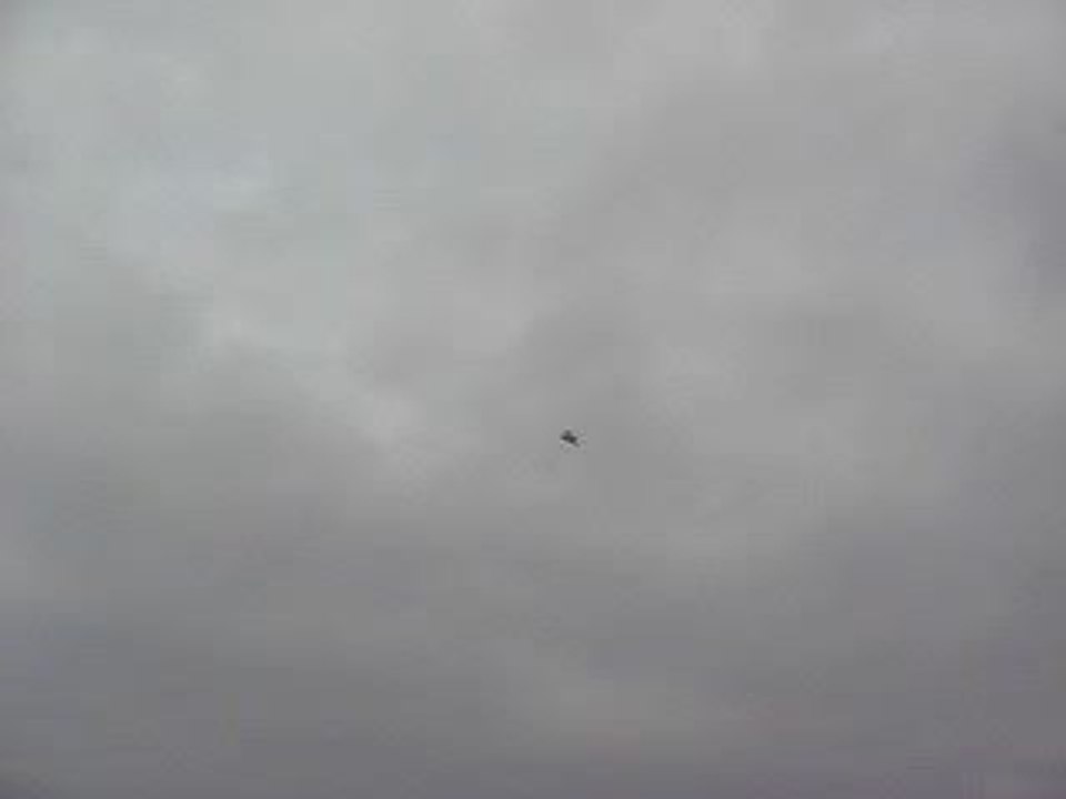 Mavi Güvercin Taklacı-2 (Eke kuş)