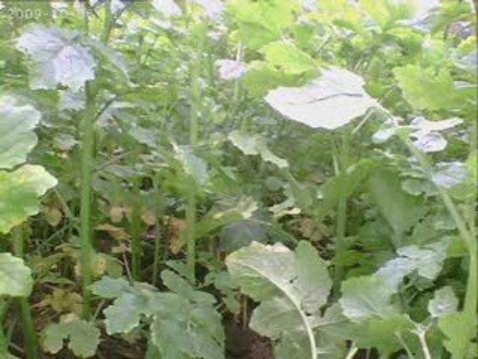 tourmignies (59)  dans le brouillard