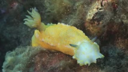 Les yeux dans les yeux