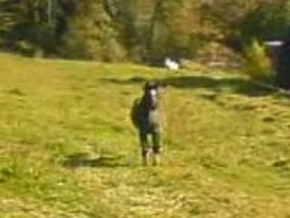 jument  qui arrive au galop
