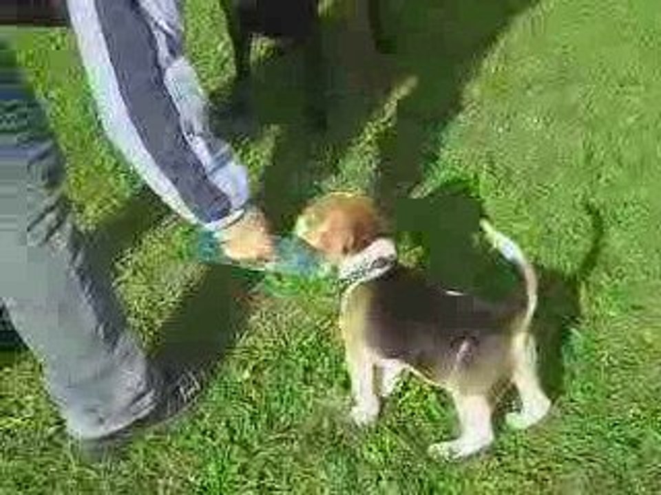 Eddy The Beagle & Ussie